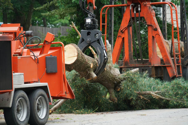 The Steps Involved in Our Tree Care Process in Clare, MI